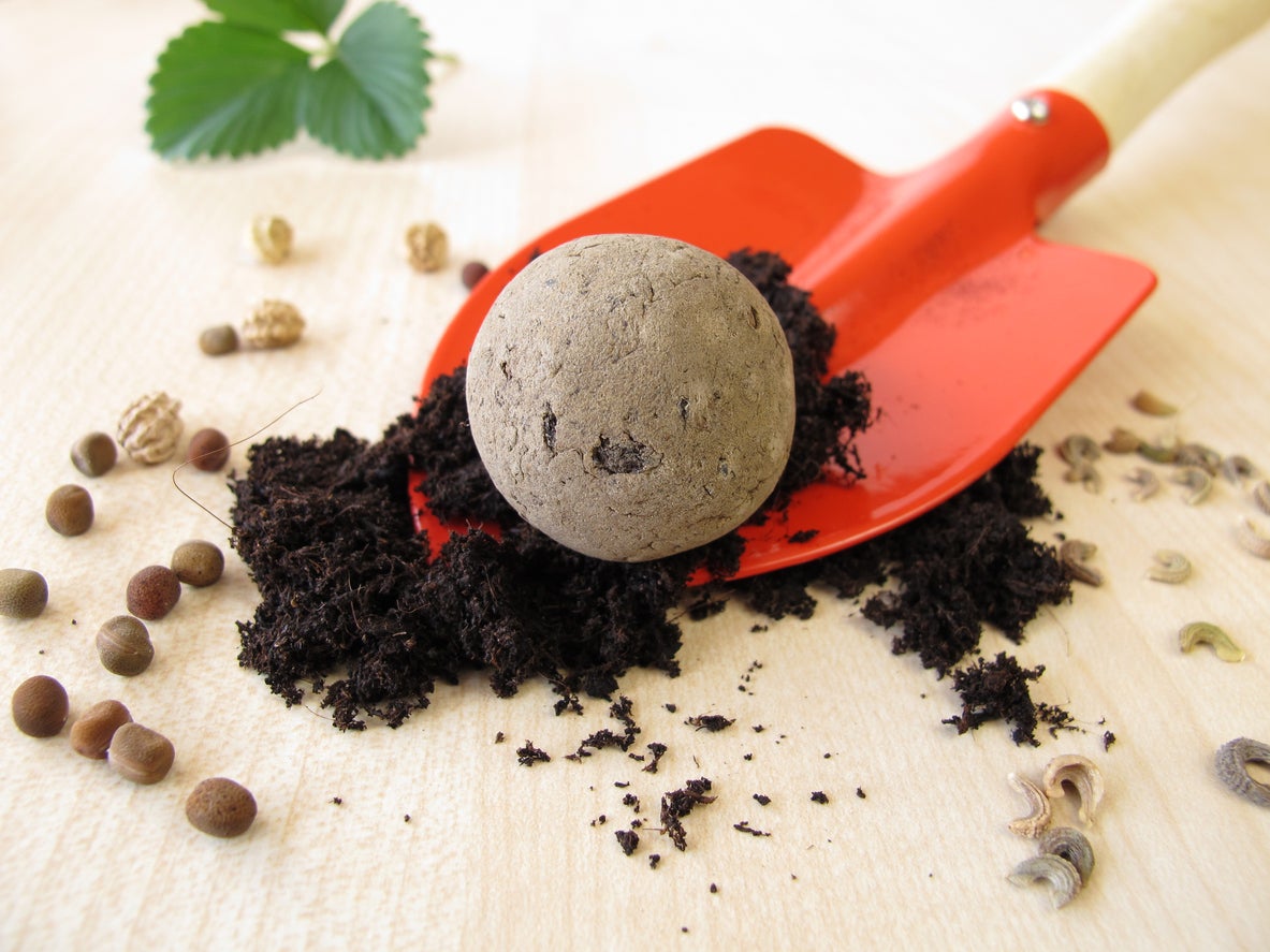 Planting Time For Seed Balls: When And How To Plant Seed Bombs