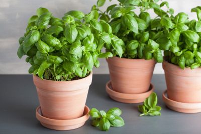 Terracotta Pots Full Of Leafy Green Plants