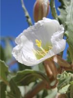 White Tufted Evening Primrose Wildflower