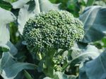 Di Ciccio Broccoli Plant