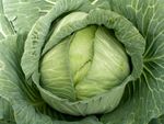 Large Late Flat Dutch Cabbage