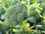Green Belstart Broccoli
