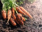 Carrots Covered In Soil