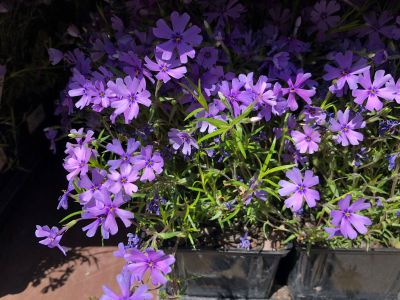 Purple Creeping Phlox Flowers