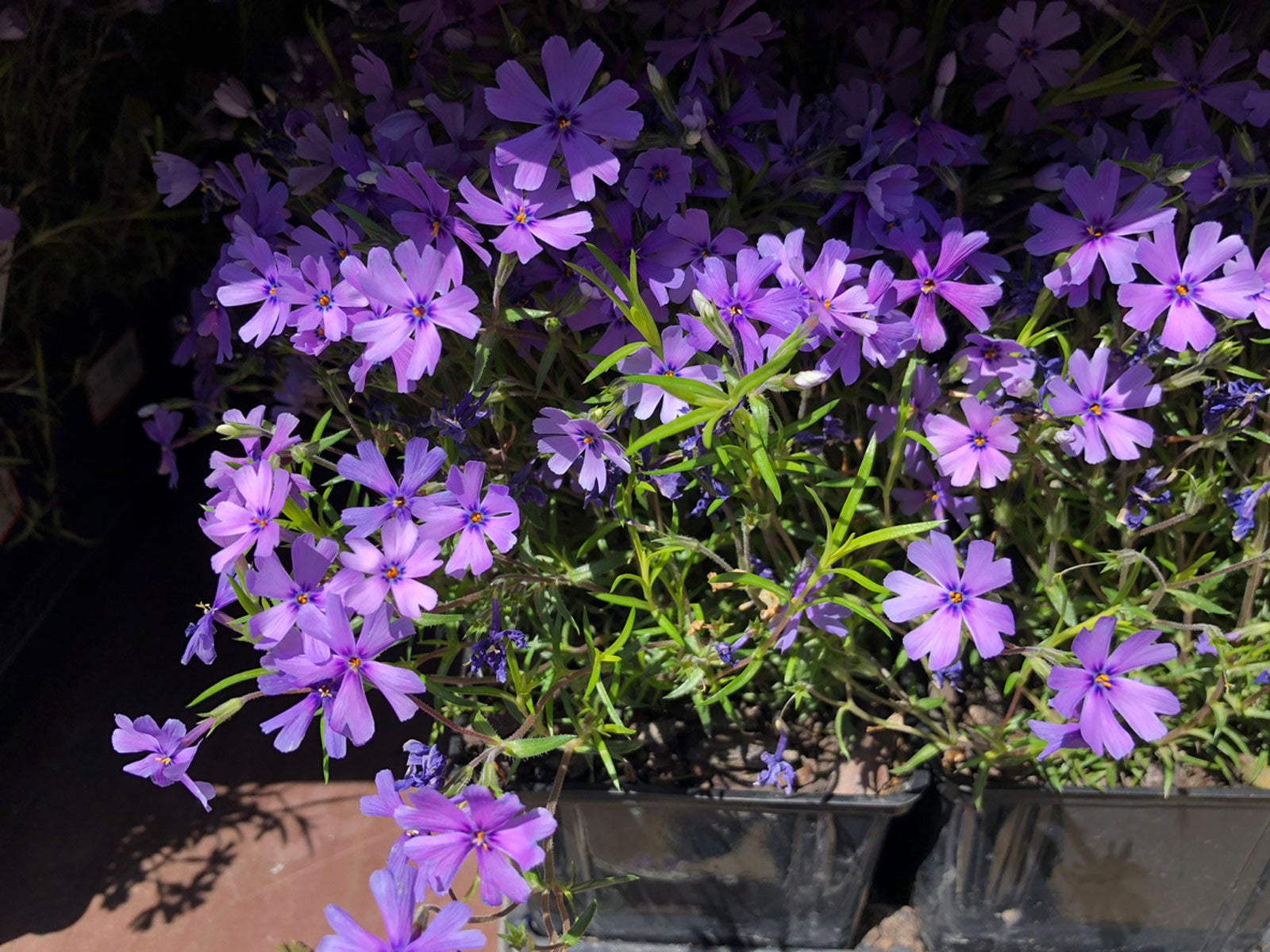 Potted Creeping Phlox Care Growing Creeping Phlox In A Container