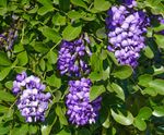 Purple Aromatic Desert Flowers