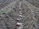 Potatoes In A Trench Garden