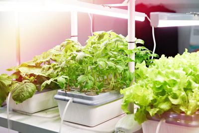 Hydroponic System And Equipment