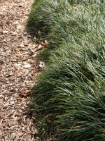 Liriope Grass Edging Border With Mulch
