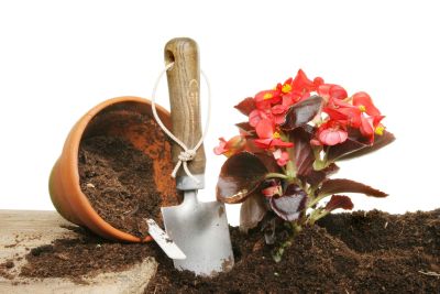 Repotting Of A Begonia Plant