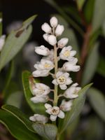 White Flowered Summer Titi Plant