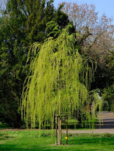 Common Varieties Of Willow Trees And Shrubs, Will Weeping Willow Grow In Shade