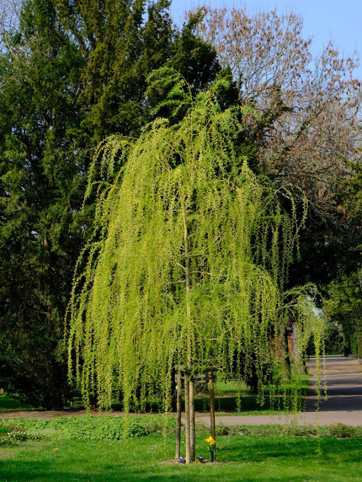 Dwarf Weeping Pussy Willow Tree Telegraph
