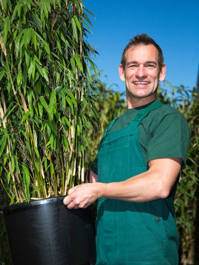 Gardener Holding Larged Potted Bamboo Plant