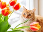 Orange Cat Next To Bouquet Of Tulips