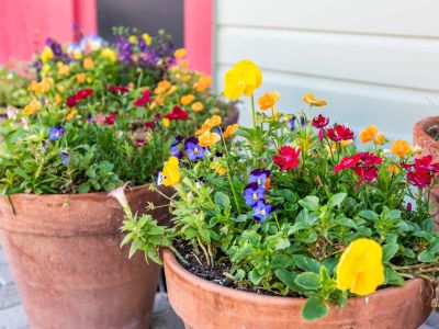 Fertilizing Outdoor Container Plants, Potted Outdoor Plants