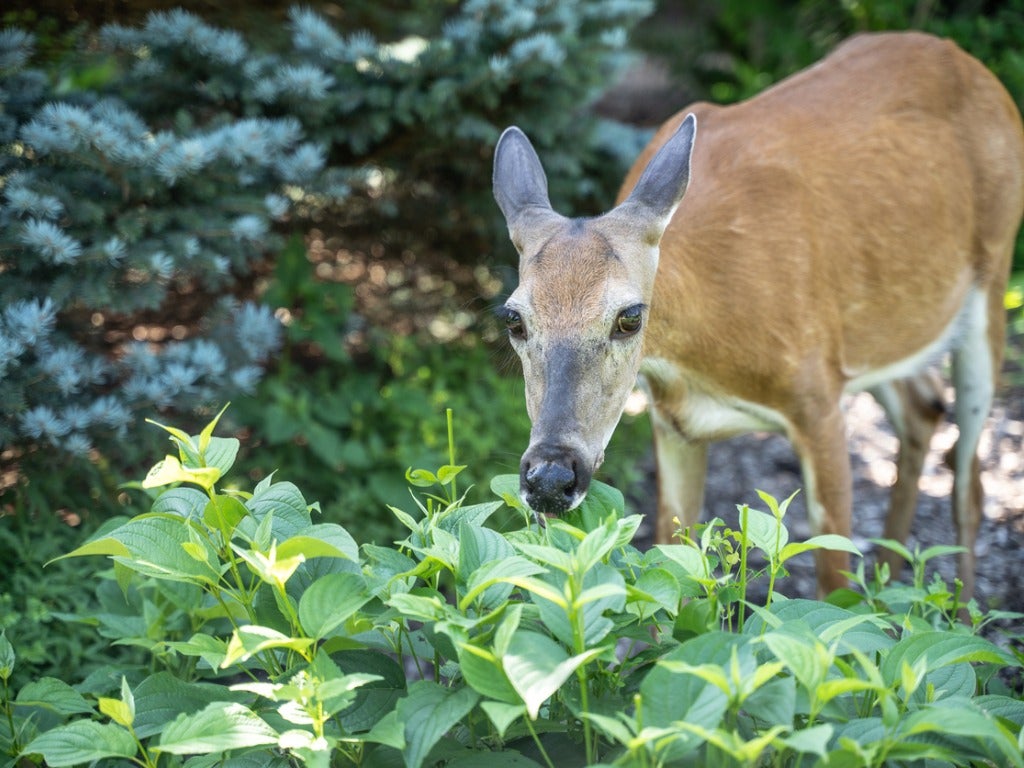 Deer Resistant Shade Flowers – Planting Shade Flowers Deer Won't Eat