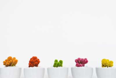 Several Small Potted Colorful Cacti