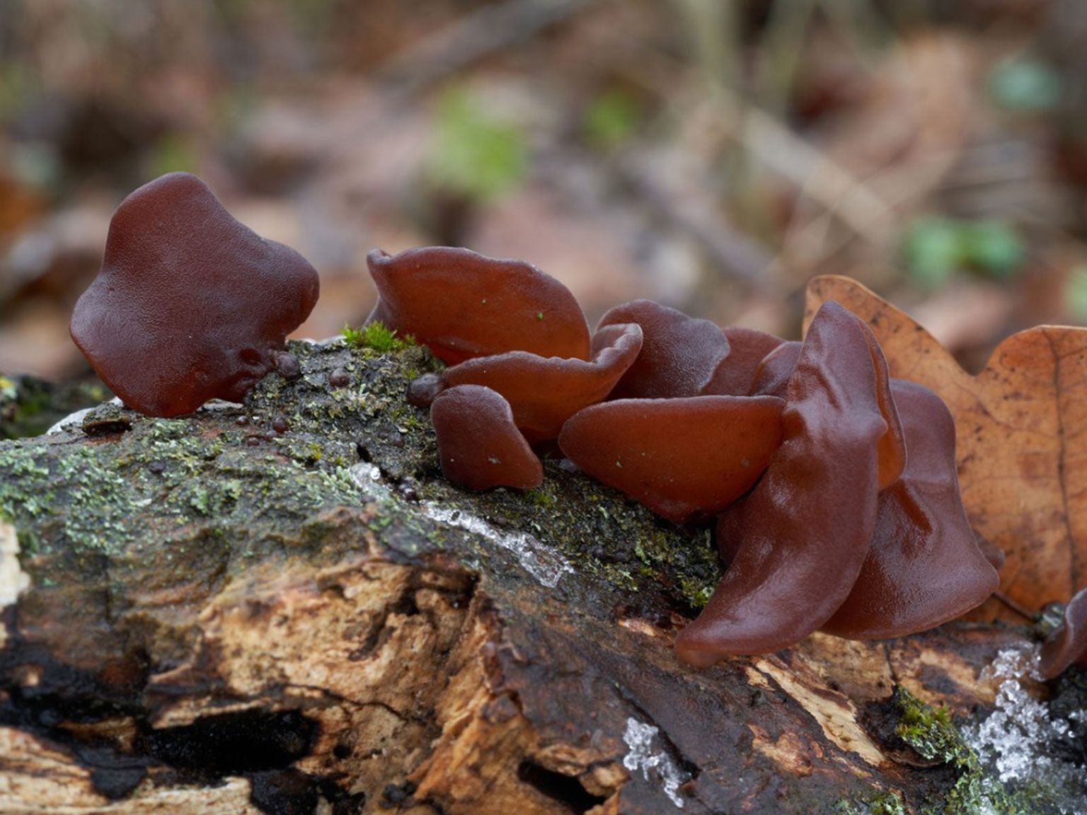 Identifying Wood Ear Mushrooms: What To Do With A Jelly Ear Mushroom