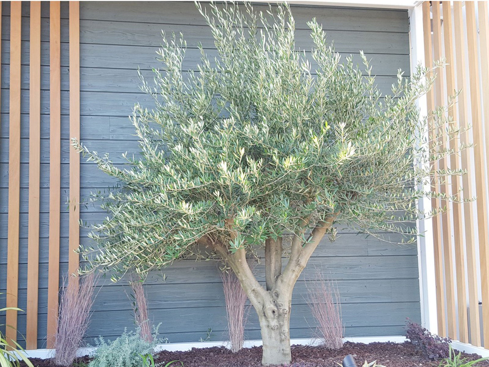 Learn About Growing Fruitless Olive Trees, Olive Tree Landscaping