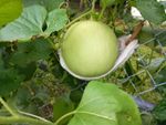 Melon Growing On A Trellis