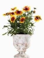 potted blanket flowers