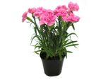 Potted Pink Carnation Flowers