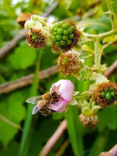 Bee On Raspberry Plant