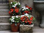 Several Potted Red And White Flowers