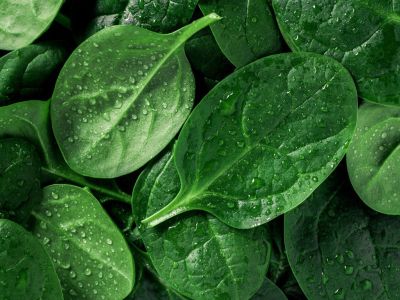Water Droplets On Spinach Leaves