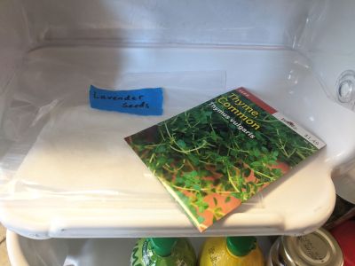 Thyme Seeds In The Refrigerator