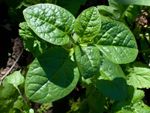Grean Leafy Spinach