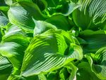 Green Leaved Hosta Plants