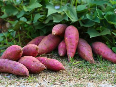 Pile Of Sweet Potatoes In The Garden