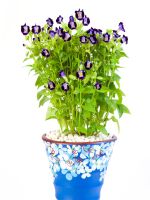 Purple Wishbone Flowers Growing In A Blue Ceramic Pot