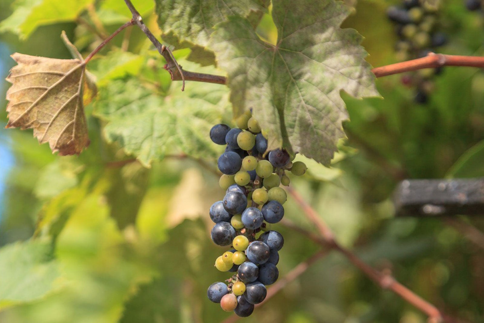 What Are Wild Grapes Identifying Wild Grape Vines In The Landscape