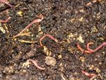 Worms In Soil