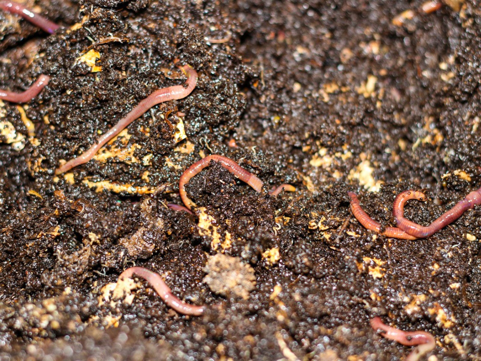Worm Castings In Containers: Using Worm Castings For Potted Plants