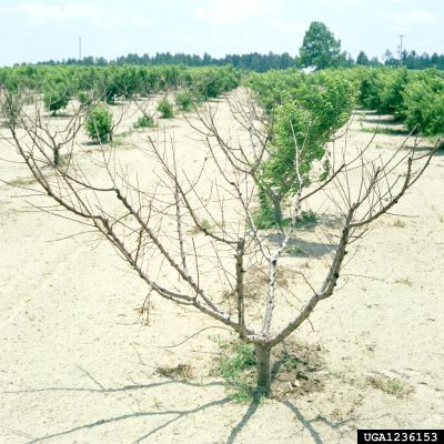 Peach Tree Orchard With Dead Peach Tree Due To PTSL