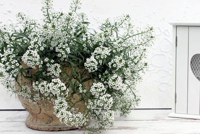 Planted White Flowered Sweet Alyssum Plant