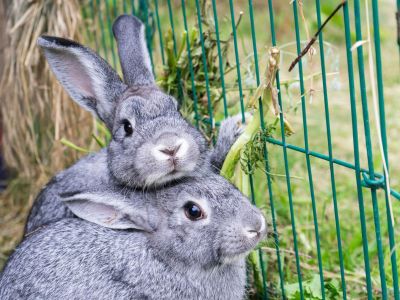 Two Bunny Rabbits Outdoors