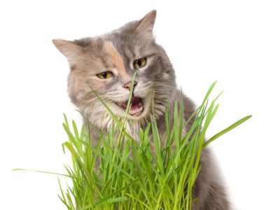Cat With Green Cat Grass
