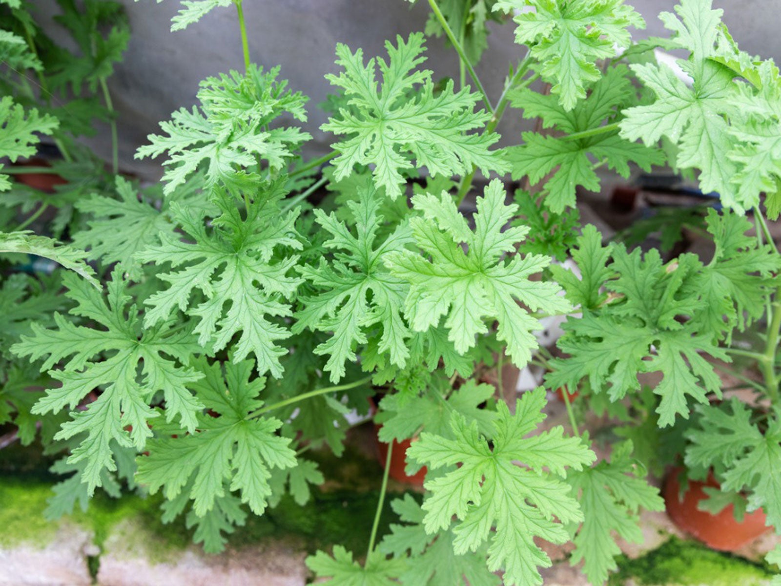 Is Citronella Safe For Pets Citronella Geranium Poisoning In Dogs And Cats