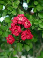 Crape Myrtle Plant With Red Flowers