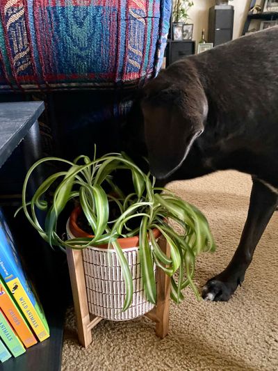 Large Black Dog Sniffing Indoor Potted Plant