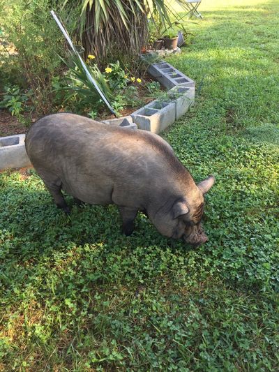 Domestic Pig In A Garden
