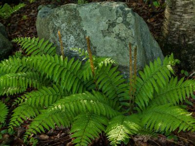 Green Fern Plant Infront Of Large Rock