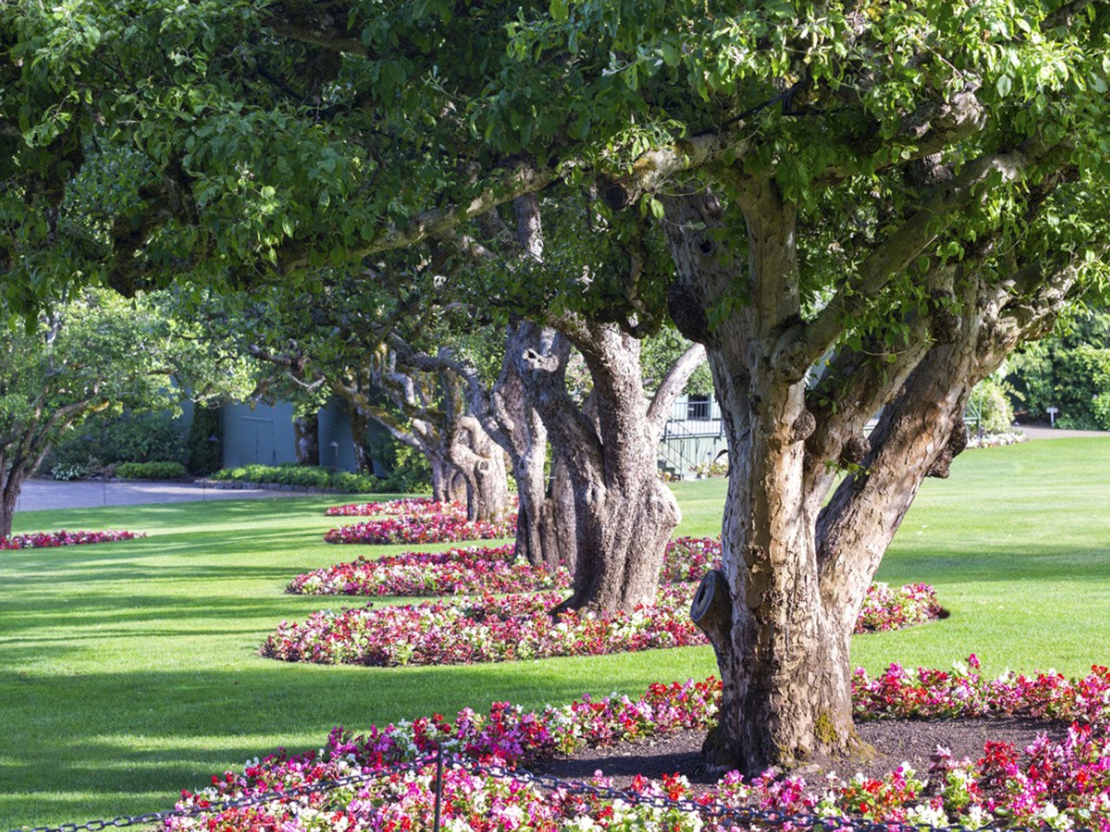 Planting Under An Oak Tree What Can You Plant Under Oak Trees - Best Trees To Plant For Landscaping