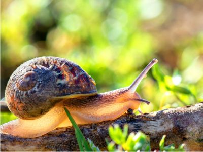 Snail On A Branch