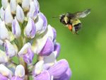 Bumblebee Approaching Purple-White Flowers